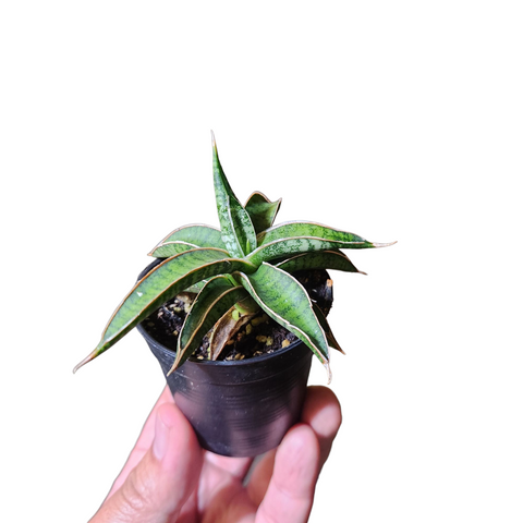 Sansevieria lavranos hybrid
