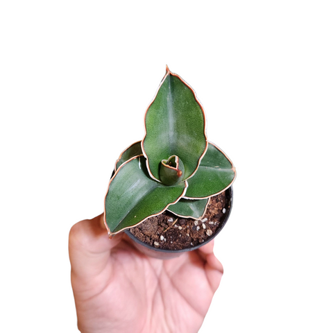 Sansevieria samurai dwarf