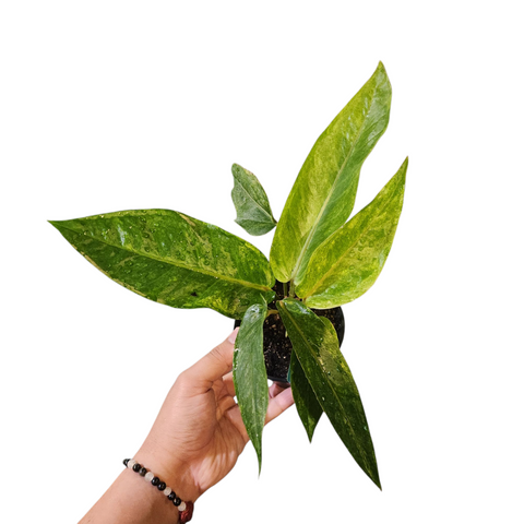 Anthurium hookeri hybrid