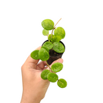 Hoya mathilde
