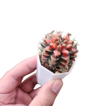 Gymnocalycium sergeant sam