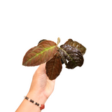 Ardisia sp