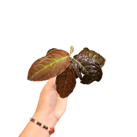 Ardisia sp