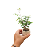 Coral planter series