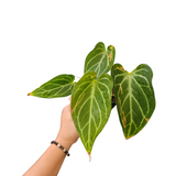 Anthurium crystallinum x hoffmanii x papi