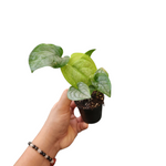 Scindapsus lucens