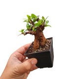 Ficus microcarpa (seed grown)