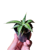 Sansevieria lavranos hybrid