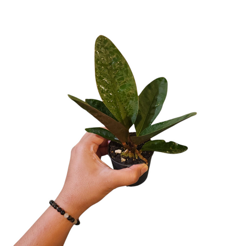 Anthurium superbum (dark form)
