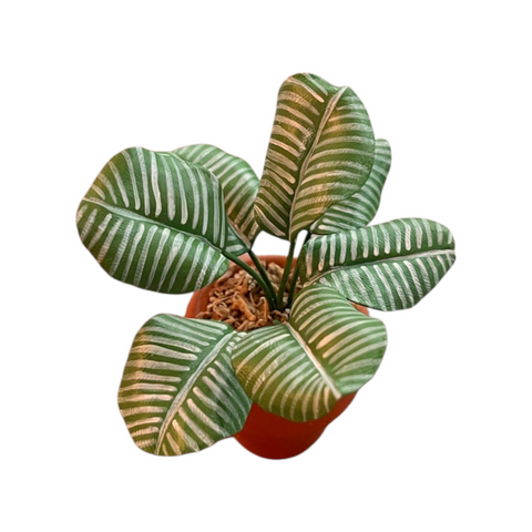 Calathea orbifolia