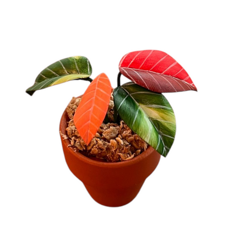 Philodendron red congo variegata