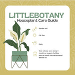 Bucida dwarf (Littlebotany special)