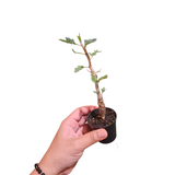 Senna meridionalis (M)