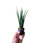 Sansevieria mikado