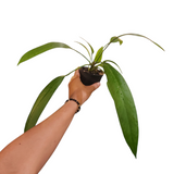 Anthurium vittarifolium
