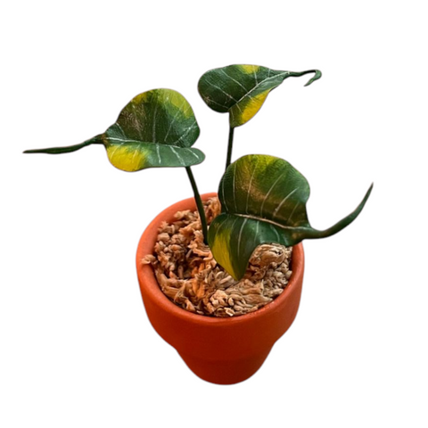 Alocasia stingray aurea