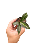 Ardisia sp