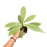 Ardisia silver