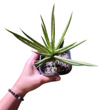 Sansevieria francisii aurea