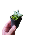 Sansevieria boncel dwarf