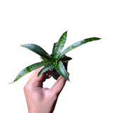 Sansevieria coppertone hybrid