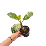 Plumeria rubra variegata