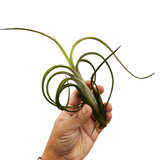 Tillandsia intermedia