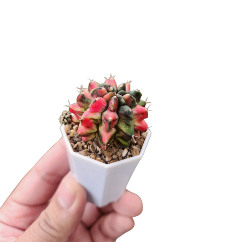 Gymnocalycium multicolour