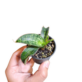 Sansevieria cleopatra