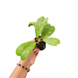 Hoya kerrii splash