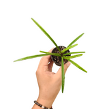 Hoya acicularis