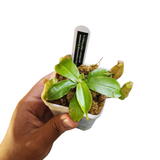 Nepenthes (viking x amp) x ampullaria BM