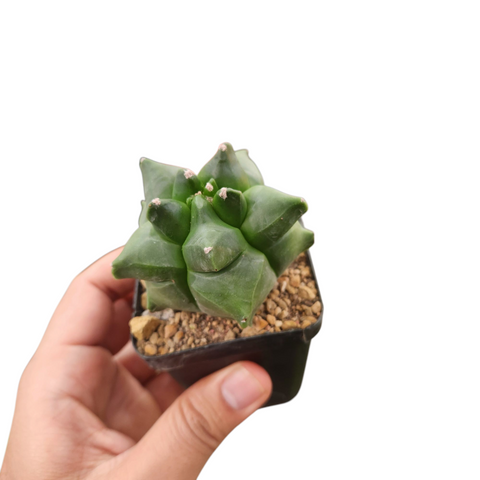 Myriostigma kikko