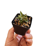 Euphorbia tulereansis