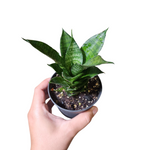 Sansevieria manee tower