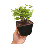 Premna variegata (thick stemmed)