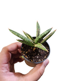Sansevieria lavranos 1970 variegata