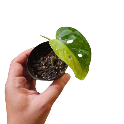 Monstera adansonii aurea
