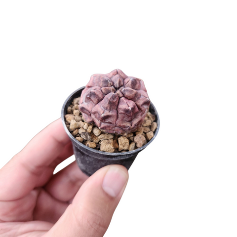 Gymnocalycium day dream