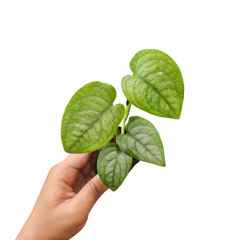 Scindapsus lucens