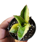 Sansevieria blue leaf
