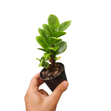 Zamioculcas zamiifolia zenzi