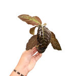 Ardisia sp