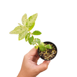 Pellonia repens variegata