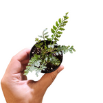 Asplenium thunbergii
