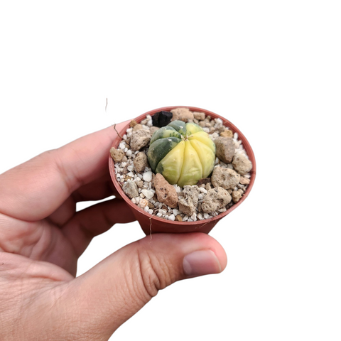 Astrophytum variegata