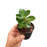Ficus microcarpa 'green island'