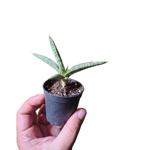 Sansevieria lavranos 1970
