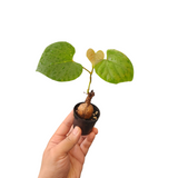 Ampelocissus martini (wild grape)