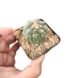 Astro kikko select form